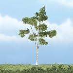 birch tree