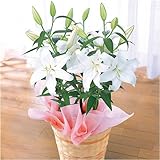 ≪母の日ギフト≫オリエンタルリリー「ホワイト」【お届けは5月7日〜10日】