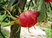 Red Dragon Fruit in the Gardens - 24