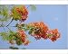 Photographic Prints of Flame of the forest tree (Delonix regia) from ClownFish Photo