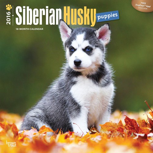 Siberian Husky Puppies 2016 Square 12x12