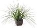 Expo Crane Grass