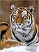 Posters: Big Cats Poster Art Print - Siberian Tiger, Mauritius (16 x 12 inches)