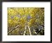Fall-Colored Aspen Trees, Stevens Pass, Washington, USA Framed Art Poster Print by St...