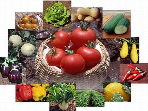 Survival Culinary Vegetable Garden Seeds Non-GMO Non-Hybrid 16 Varieties Preparedness Seeds