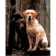 3 Phases Of Labrador Retriever Dog Art Print POSTER - 13x19