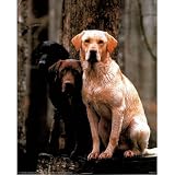 3 Phases Of Labrador Retriever Dog Art Print POSTER - 13x19