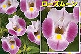 丈夫で分枝も良く育ちます 成長力が違います！ 栄養系トレニア ムーンシリーズ 1株【ローズムーン】