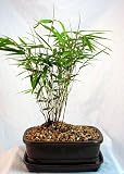 Dwarf Chinese Bamboo Grass Bonsai - Fargesia - Indoor