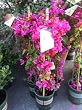 James Walker Bougainvillea Vine -- 6 by 6 Inch Container by Monrovia