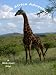 51ea4HnYbGL. SL75  How to download and play Safari Adventures: Africa Dsi game?