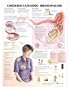 Understanding Menopause Chart