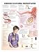 Understanding Menopause Chart