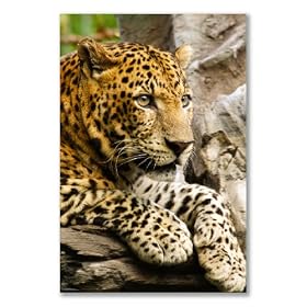 Poster art print: LEOPARD PANTHERA PARDUS BIG CAT SPOTS (A2 maxi - 40.7x61cm / 16x24in, semi-gloss satin paper)