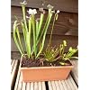 CARNIVOROUS PLANTS - TROUGH OF TERROR