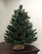 3' Royal Oregon Long Needle Pine Artificial Christmas Tree in Burlap Base -Unlit