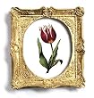genus Tulipa 33 - Gold Frame Magnet with pop-out easel (2-3/4" x 2-1/2")