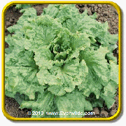 1 Oz Leaf Lettuce Seeds - 'Black Seeded Simpson' Bulk Vegetable Seeds