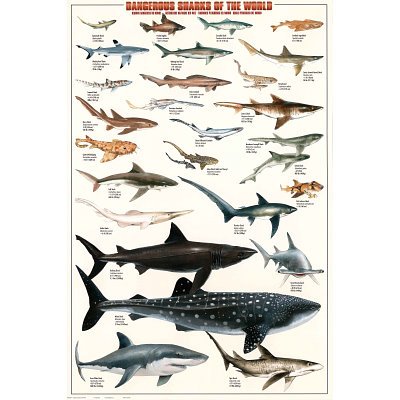 Dangerous Sharks of the World Poster Print, 24x36
