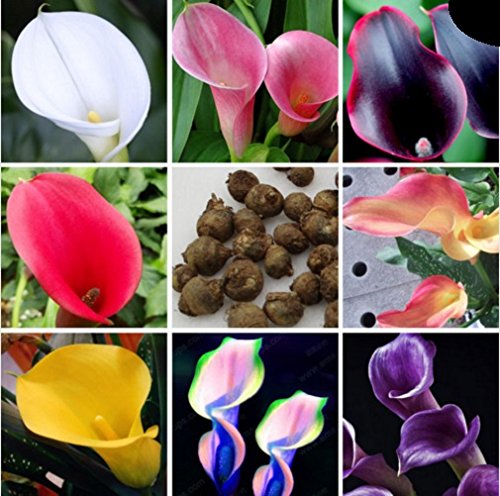 Calla Lily Bulbs, Radiation Absorption, 20 Bulbs (Calla No: 13) Mixed