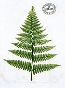 Fern, by William Bradbury and Millet Evans (Print On Demand)