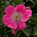 Baby Girl Gifts - Rose Angela