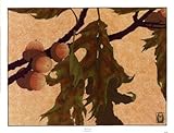 IMAGE OF Pin Oak PREMIUM GRADE Rolled CANVAS Art Print Anita Munman 26x20