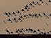 Caravanes De Dromadaires Pr?¿s De Fachi ( by Yann Arthus-Bertrand Art Print Poster - FRAMED