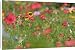 Canvas Prints of Summer flower mix - colourful summer flower mix of scarlet flax, tagetes, and from Ardea Wildlife Pets