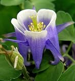 Amazon / Hirts: Perennials; Sun: Winky Blue & White Columbine - 25 Plants - Aquilegia