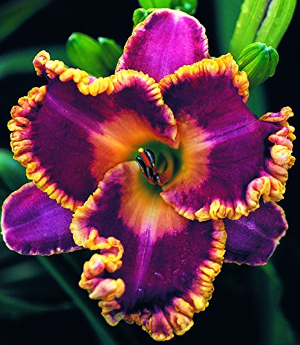 John Peat Day Lily Certified 5 Seeds #7768 Item UPC#637632549845 John Peat Day Lily Certified 5 Seeds #7768 Item UPC#637632549845