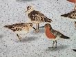 Sandy Shores Sandpipers Beach Birds Sand Windham Fabric Yard