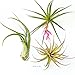 TDG The Drunken Gnome Tillandsia Air Plants Assorted Variety Pack, 3 Large