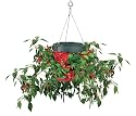 Felknor Hot Pepper Planter