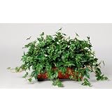 House of Silk Flowers Artificial Maple Ivy Ledge Plant 33w x 19h by House of Silk Flowers