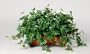 Artificial Maple Ivy Ledge Plant