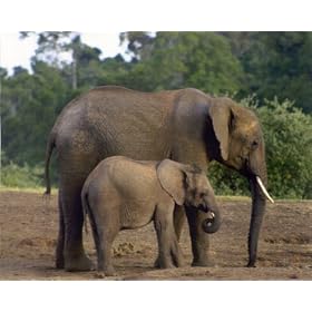 African Elephant And Baby Kids Room Animal Wildlife Picture Art Print