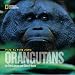 Search : Face to Face With Orangutans (Face to Face with Animals)