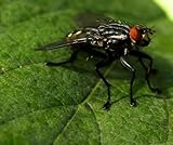 The House Fly and How to Suppress It (Illustrated)