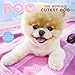 Boo The World's Cutest Dog 2015 Calendar