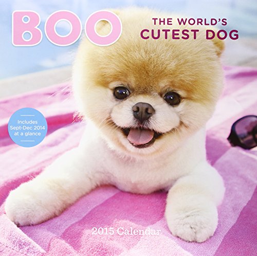 Boo The World's Cutest Dog 2015 Calendar