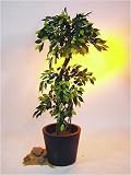 Eigenschaften huebsch-deko.de  / Ficus Waldbaum 150cm mit Topf