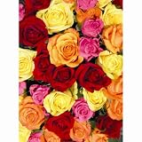 Lupu 1 - Duft Puzzle Rosen 1000 Teile - 