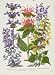 Flower Old Print Plant Fine Art Monarda Perovskia Color