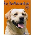 Le labrador