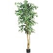 Ficus Tree - 6'