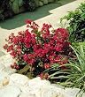 Chica&reg; Red Dwarf Crape Myrtle, Five Gallon Container by Monrovia Growers