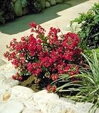 Chica&reg; Red Dwarf Crape Myrtle, Five Gallon Container by Monrovia Growers