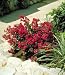 Chica&reg; Red Dwarf Crape Myrtle, Five Gallon Container by Monrovia Growers