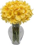 Yellow Peruvian Lilies 100 Blooms without Vase